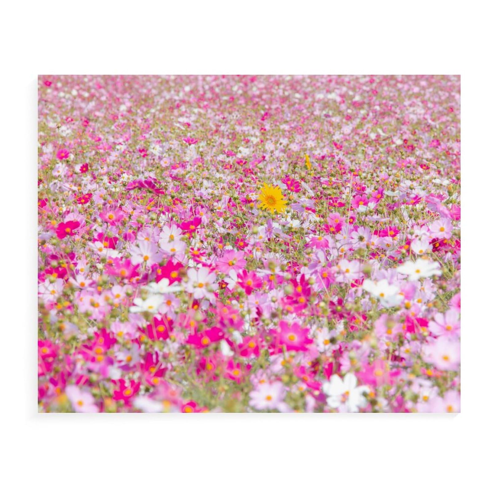 Amazon | 福岡県 コスモス畑とひまわり 数字キットによる絵画